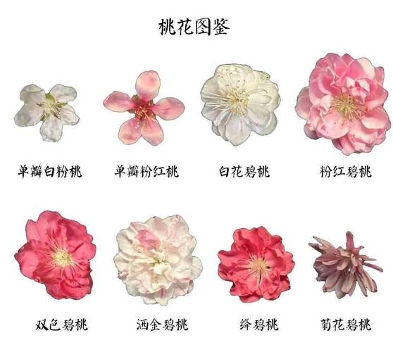 如何延长桃花花期，延长桃花插花花期？-第4张图片-优品飞百科