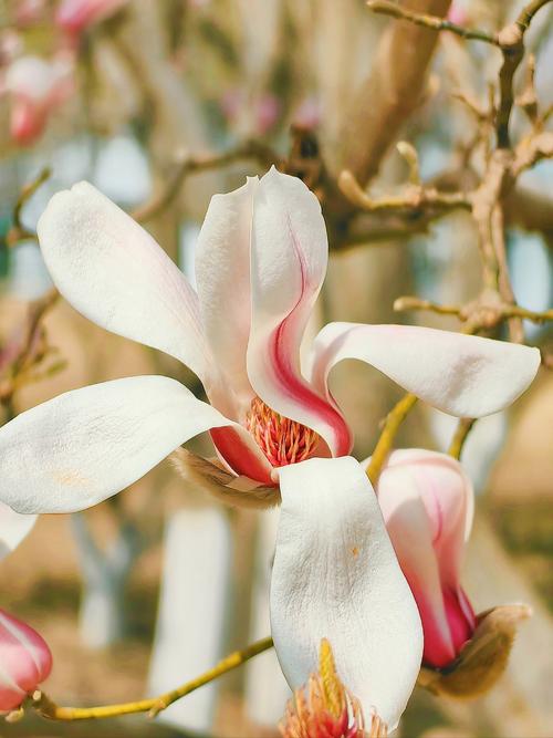 如何延长桃花花期，延长桃花插花花期？-第5张图片-优品飞百科