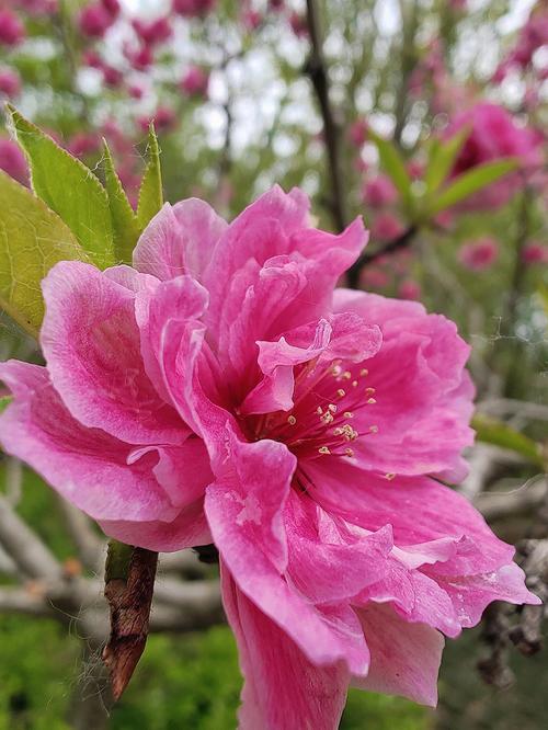 如何延长桃花花期，延长桃花插花花期？-第6张图片-优品飞百科