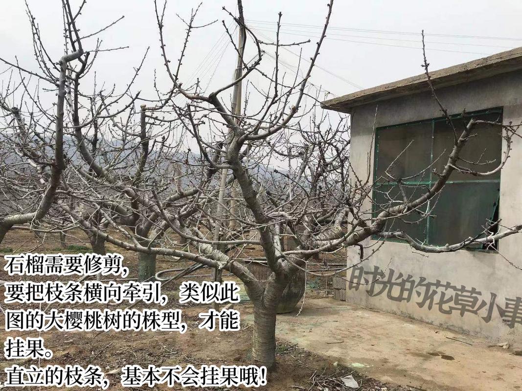 “石榴”树枝剪1刀，石榴枝怎么剪-第1张图片-优品飞百科