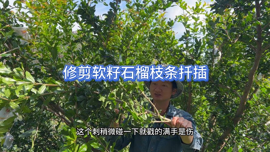 “石榴”树枝剪1刀，石榴枝怎么剪-第4张图片-优品飞百科