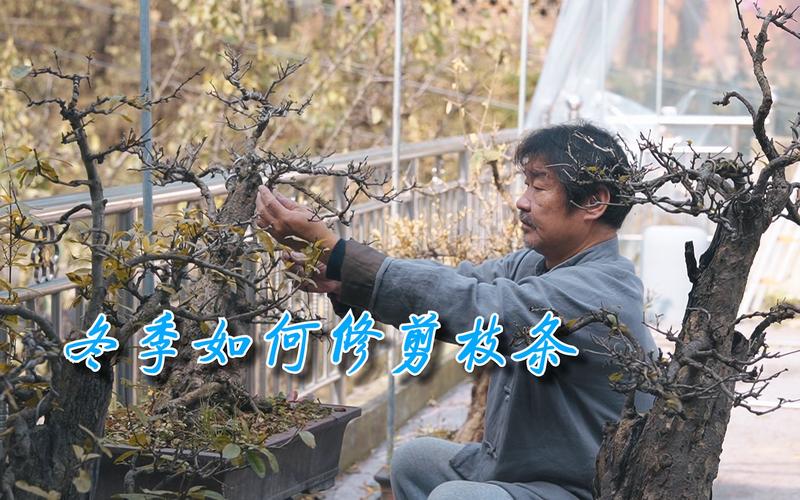 “石榴”树枝剪1刀，石榴枝怎么剪-第5张图片-优品飞百科