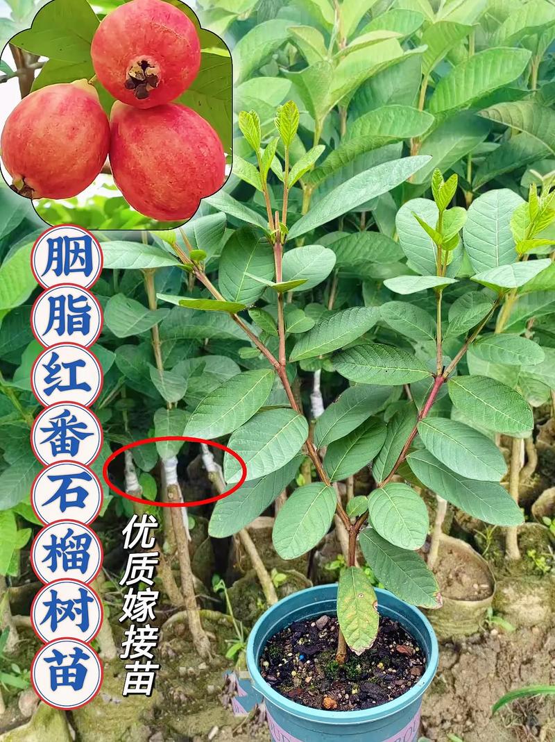 “石榴”树枝剪1刀，石榴枝怎么剪-第6张图片-优品飞百科