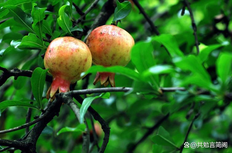 “石榴”树枝剪1刀，石榴枝怎么剪-第7张图片-优品飞百科