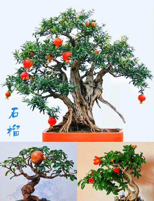 “石榴”树枝剪1刀，石榴枝怎么剪-第8张图片-优品飞百科