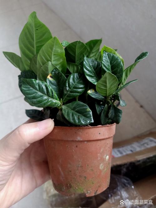 月季多肉...从牙签苗到撑爆盆？月季老桩好还是牙签苗好？-第1张图片-优品飞百科