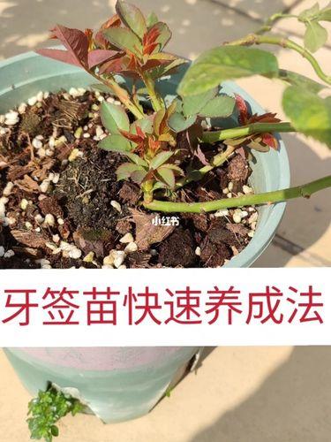 月季多肉...从牙签苗到撑爆盆？月季老桩好还是牙签苗好？-第2张图片-优品飞百科