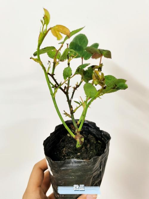 月季多肉...从牙签苗到撑爆盆？月季老桩好还是牙签苗好？-第3张图片-优品飞百科