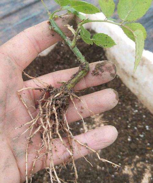 月季多肉...从牙签苗到撑爆盆？月季老桩好还是牙签苗好？-第4张图片-优品飞百科