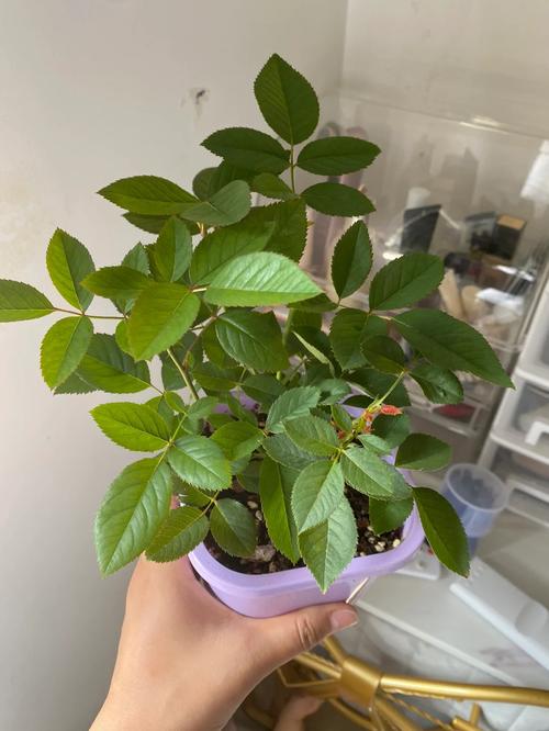 月季多肉...从牙签苗到撑爆盆？月季老桩好还是牙签苗好？-第5张图片-优品飞百科