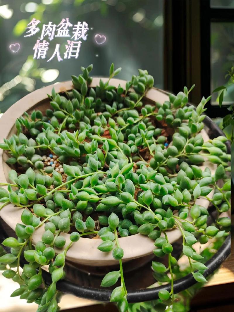 佛珠情人泪怎么养殖，刚买的佛珠情人泪怎么上盆？-第4张图片-优品飞百科