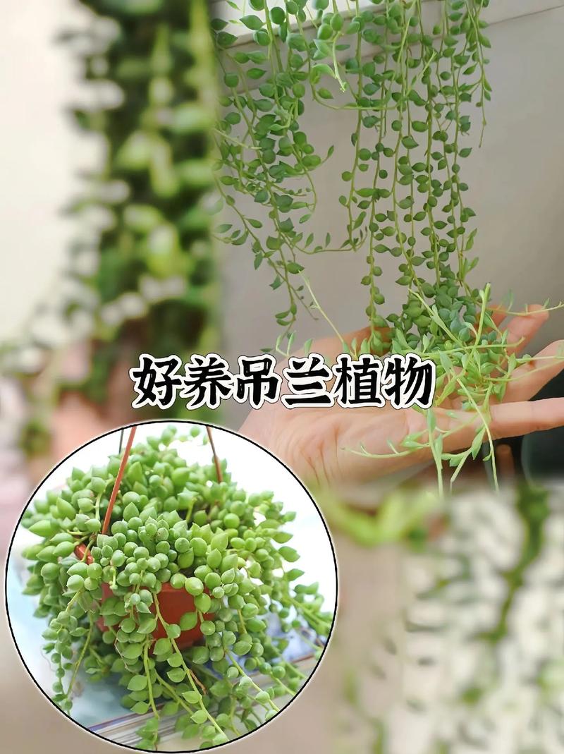 佛珠情人泪怎么养殖，刚买的佛珠情人泪怎么上盆？-第6张图片-优品飞百科