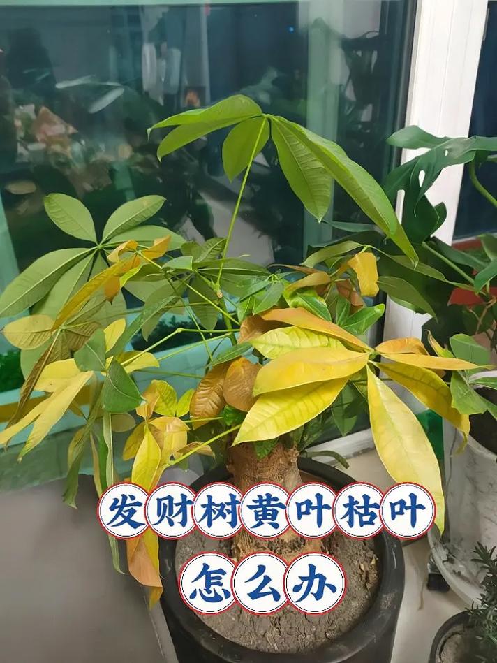 发财树秋天怎么养，发财树秋季怎么施肥-第3张图片-优品飞百科