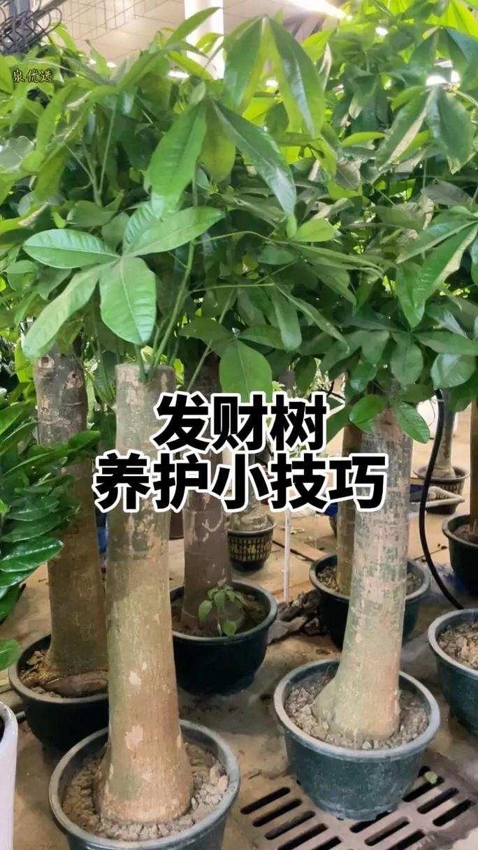 发财树秋天怎么养，发财树秋季怎么施肥-第5张图片-优品飞百科