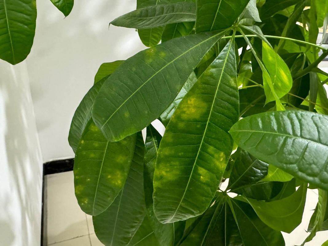 发财树秋天怎么养，发财树秋季怎么施肥-第6张图片-优品飞百科