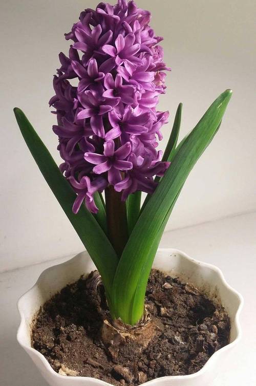 风信子秋天怎么养，风信子春季-第1张图片-优品飞百科