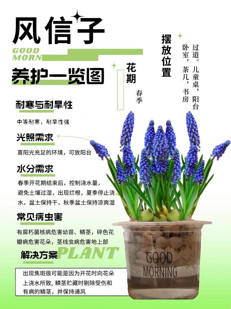 风信子秋天怎么养，风信子春季-第2张图片-优品飞百科