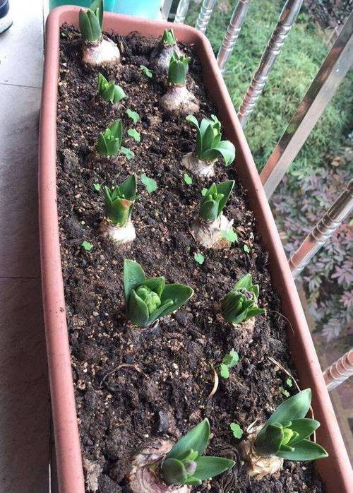 风信子秋天怎么养，风信子春季-第4张图片-优品飞百科