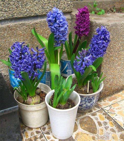 风信子秋天怎么养，风信子春季-第5张图片-优品飞百科