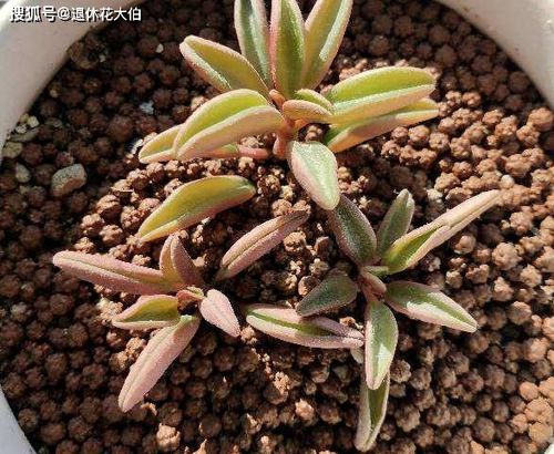 家家厨房都有的“它”？你家的厨房里有什么？-第8张图片-优品飞百科