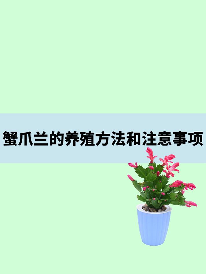 蟹爪兰春天怎么养，蟹爪兰春天养护方法