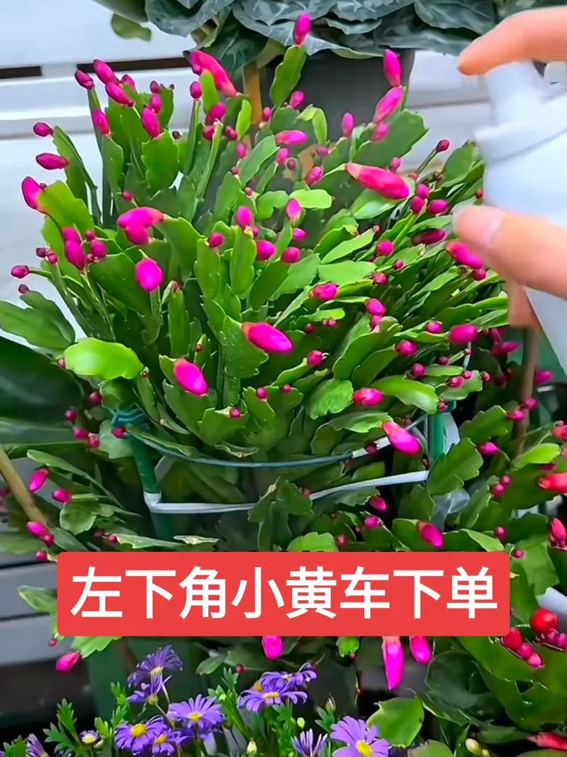 蟹爪兰春天怎么养，蟹爪兰春天养护方法-第4张图片-优品飞百科
