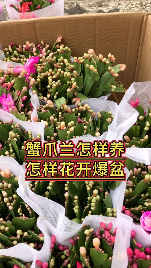 蟹爪兰春天怎么养，蟹爪兰春天养护方法-第6张图片-优品飞百科