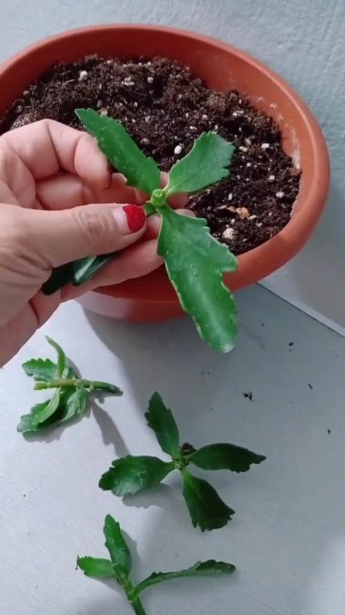 长寿花叶插方法？长寿花叶插方法图片？