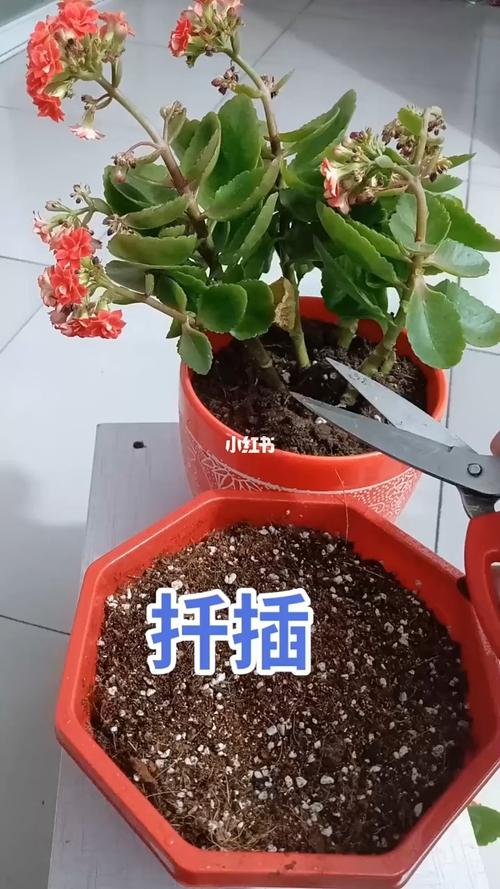 长寿花叶插方法？长寿花叶插方法图片？-第3张图片-优品飞百科