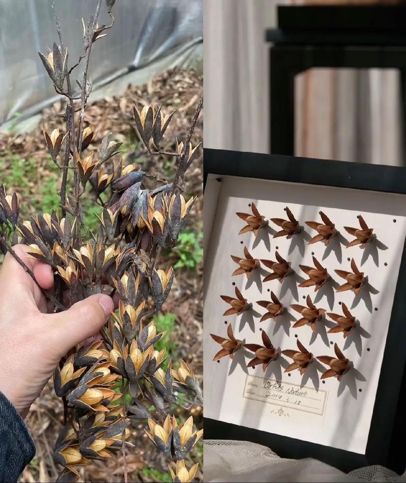 香椿种子如何种，香椿种籽怎样种植-第1张图片-优品飞百科