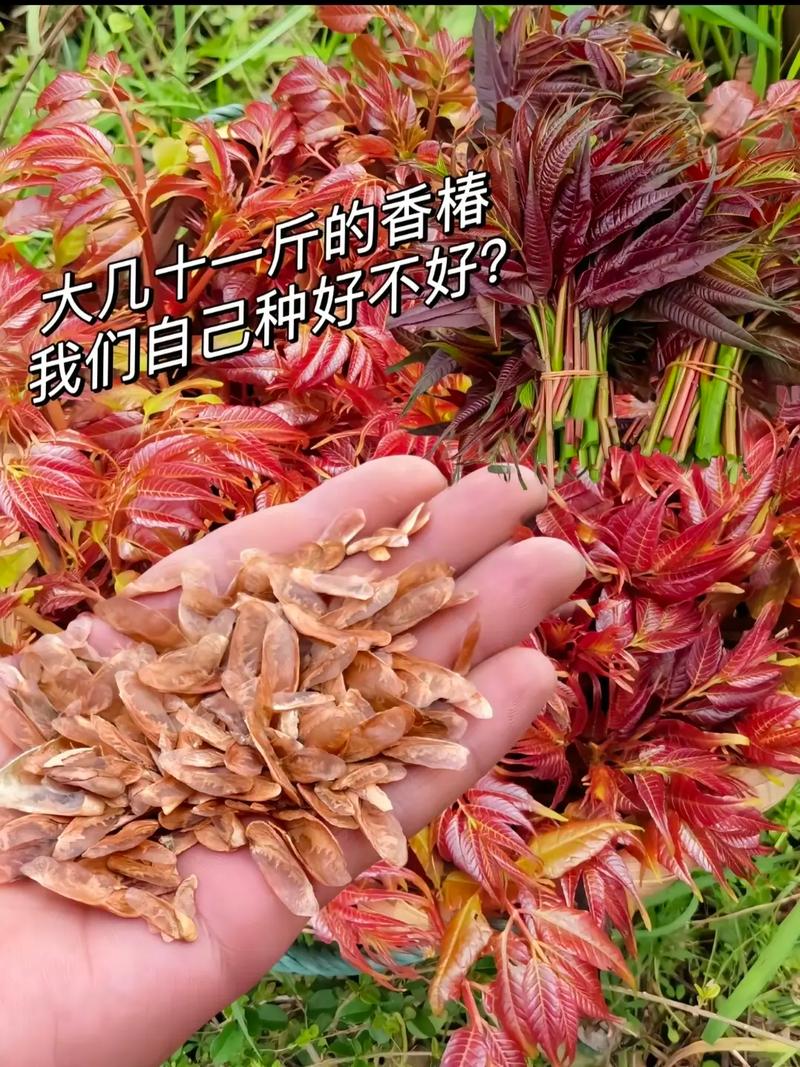 香椿种子如何种，香椿种籽怎样种植-第2张图片-优品飞百科
