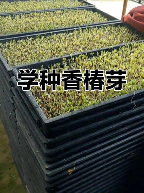 香椿种子如何种，香椿种籽怎样种植-第3张图片-优品飞百科