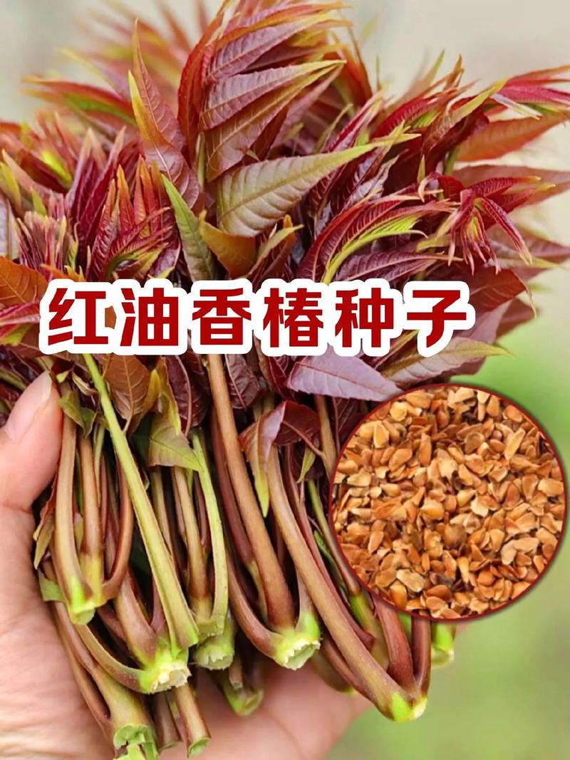 香椿种子如何种，香椿种籽怎样种植-第4张图片-优品飞百科