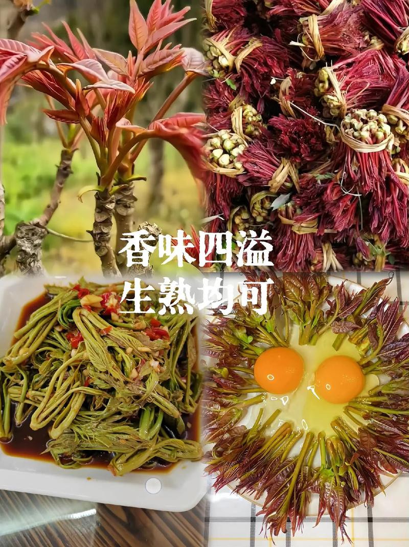 香椿种子如何种，香椿种籽怎样种植-第5张图片-优品飞百科