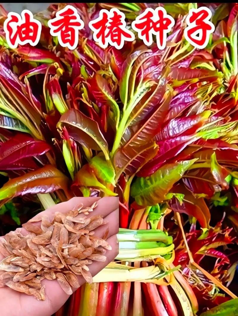 香椿种子如何种，香椿种籽怎样种植-第6张图片-优品飞百科