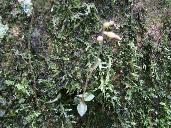 怎么养血叶兰？怎么养血叶兰花视频？-第1张图片-优品飞百科