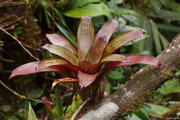 怎么养血叶兰？怎么养血叶兰花视频？-第2张图片-优品飞百科