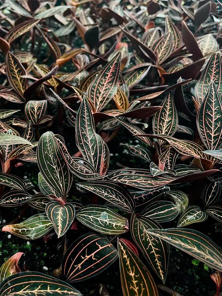 怎么养血叶兰？怎么养血叶兰花视频？-第4张图片-优品飞百科