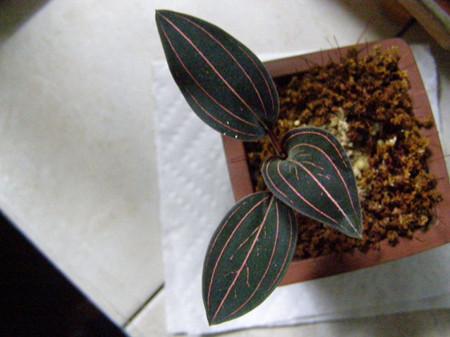 怎么养血叶兰？怎么养血叶兰花视频？-第6张图片-优品飞百科