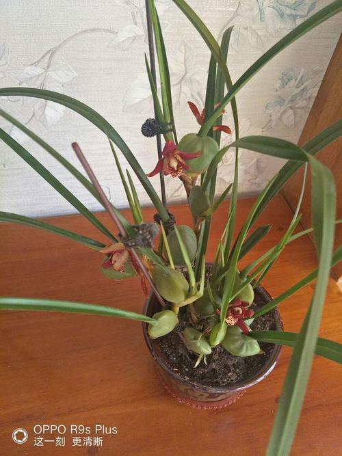 怎么养血叶兰？怎么养血叶兰花视频？-第5张图片-优品飞百科