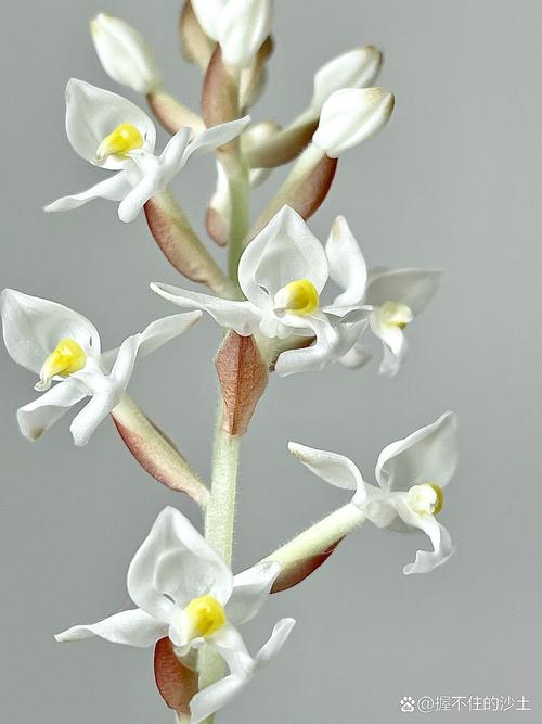 怎么养血叶兰？怎么养血叶兰花视频？-第7张图片-优品飞百科