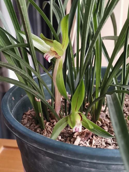 兰花发芽了是否就代表快开花了，兰花发芽是什么样子-第1张图片-优品飞百科