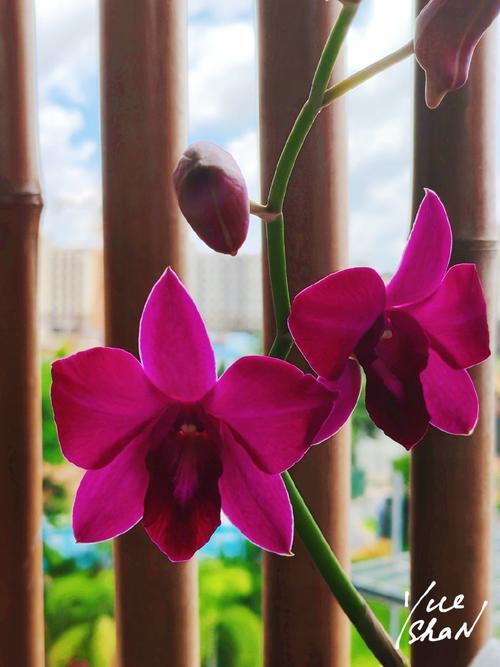 兰花发芽了是否就代表快开花了，兰花发芽是什么样子-第2张图片-优品飞百科