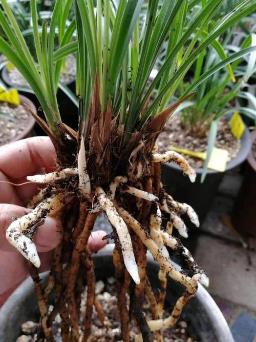 兰花发芽了是否就代表快开花了，兰花发芽是什么样子-第3张图片-优品飞百科