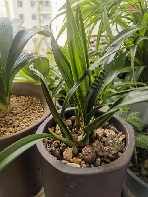 兰花发芽了是否就代表快开花了，兰花发芽是什么样子-第4张图片-优品飞百科