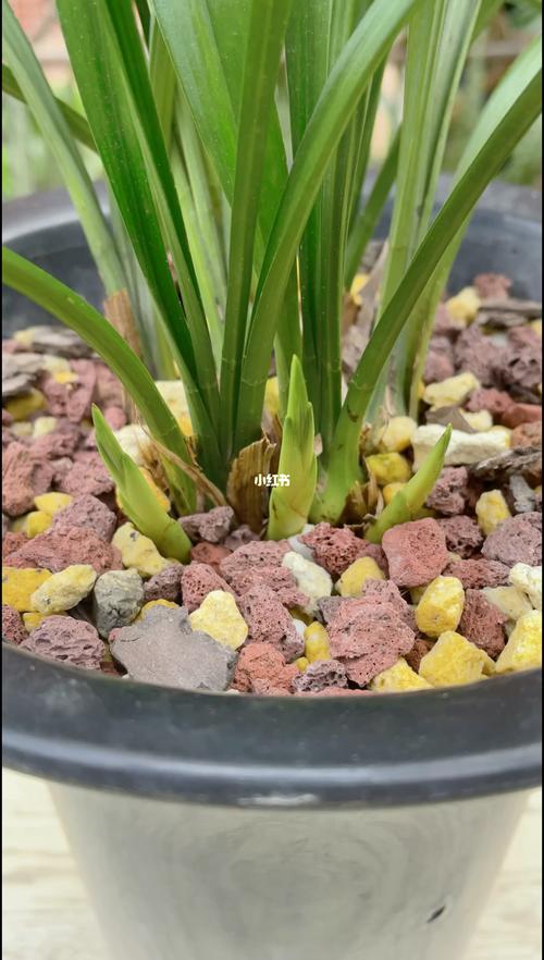 兰花发芽了是否就代表快开花了，兰花发芽是什么样子-第6张图片-优品飞百科