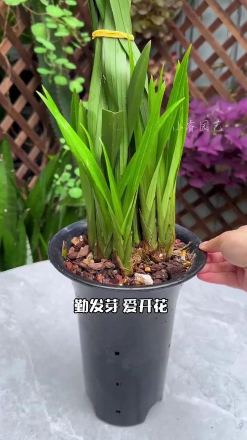 兰花发芽了是否就代表快开花了，兰花发芽是什么样子-第7张图片-优品飞百科