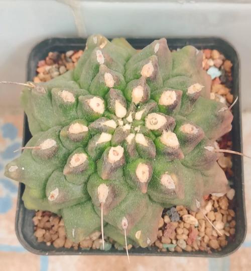 铁甲球用什么土？铁甲丸种子怎么播种？-第2张图片-优品飞百科