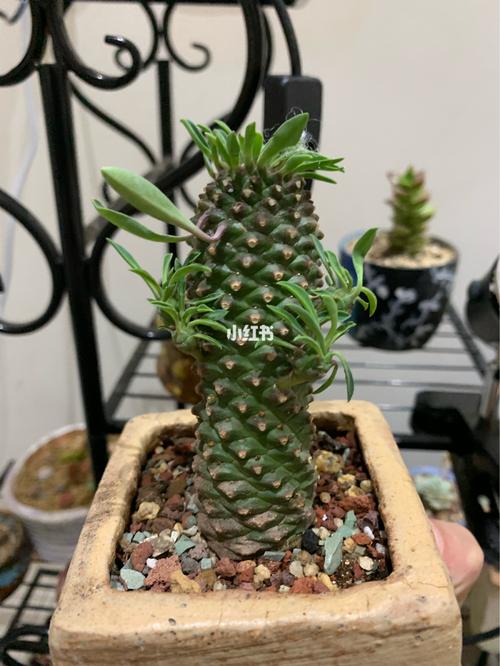 铁甲球用什么土？铁甲丸种子怎么播种？-第3张图片-优品飞百科