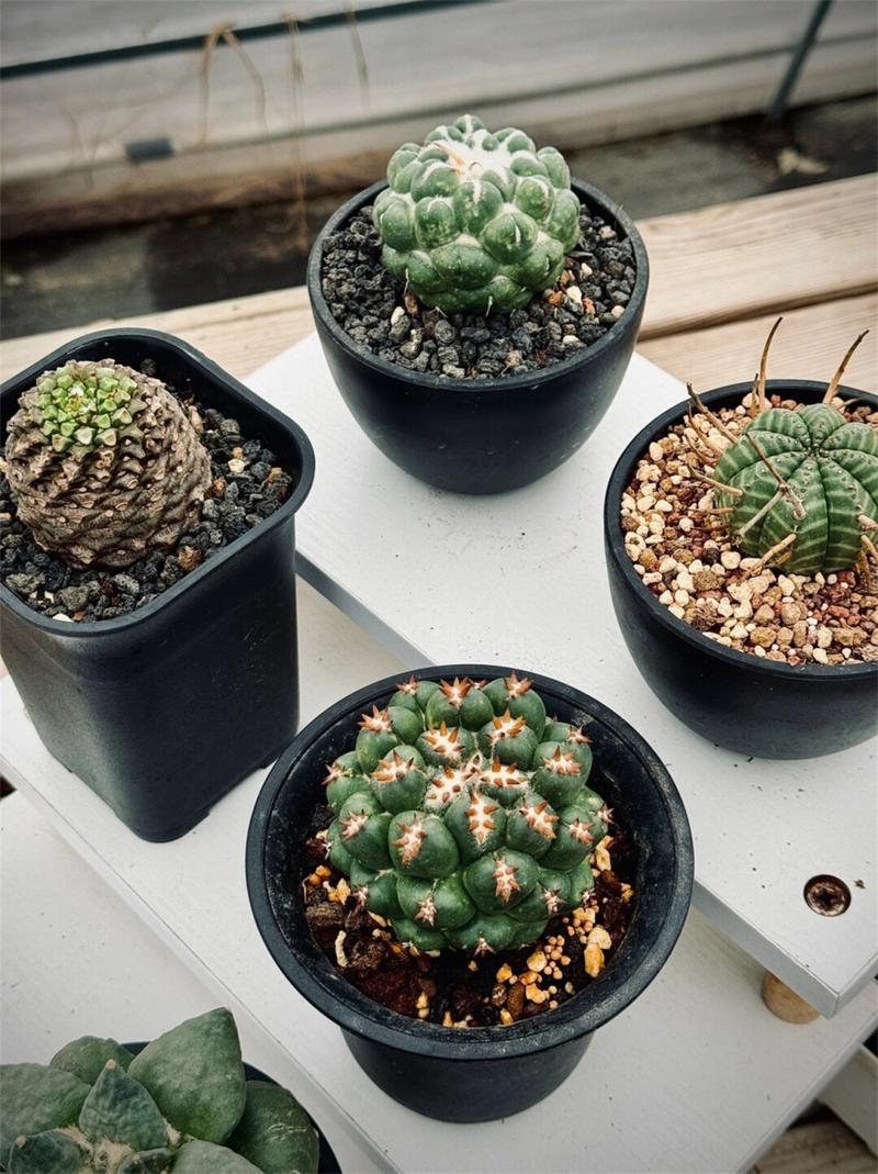 铁甲球用什么土？铁甲丸种子怎么播种？-第4张图片-优品飞百科